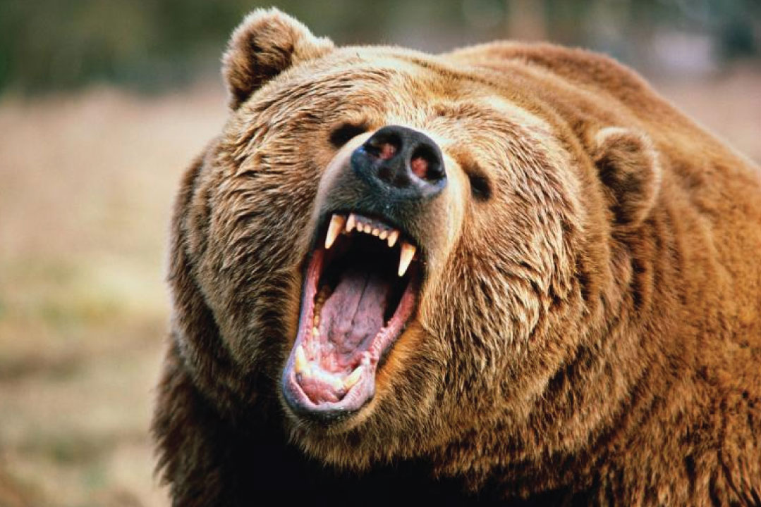 Bear Awareness