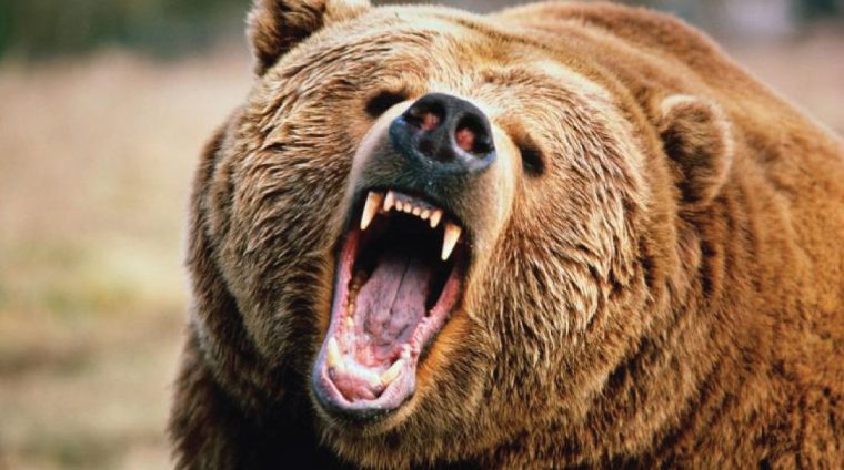 bear-awareness